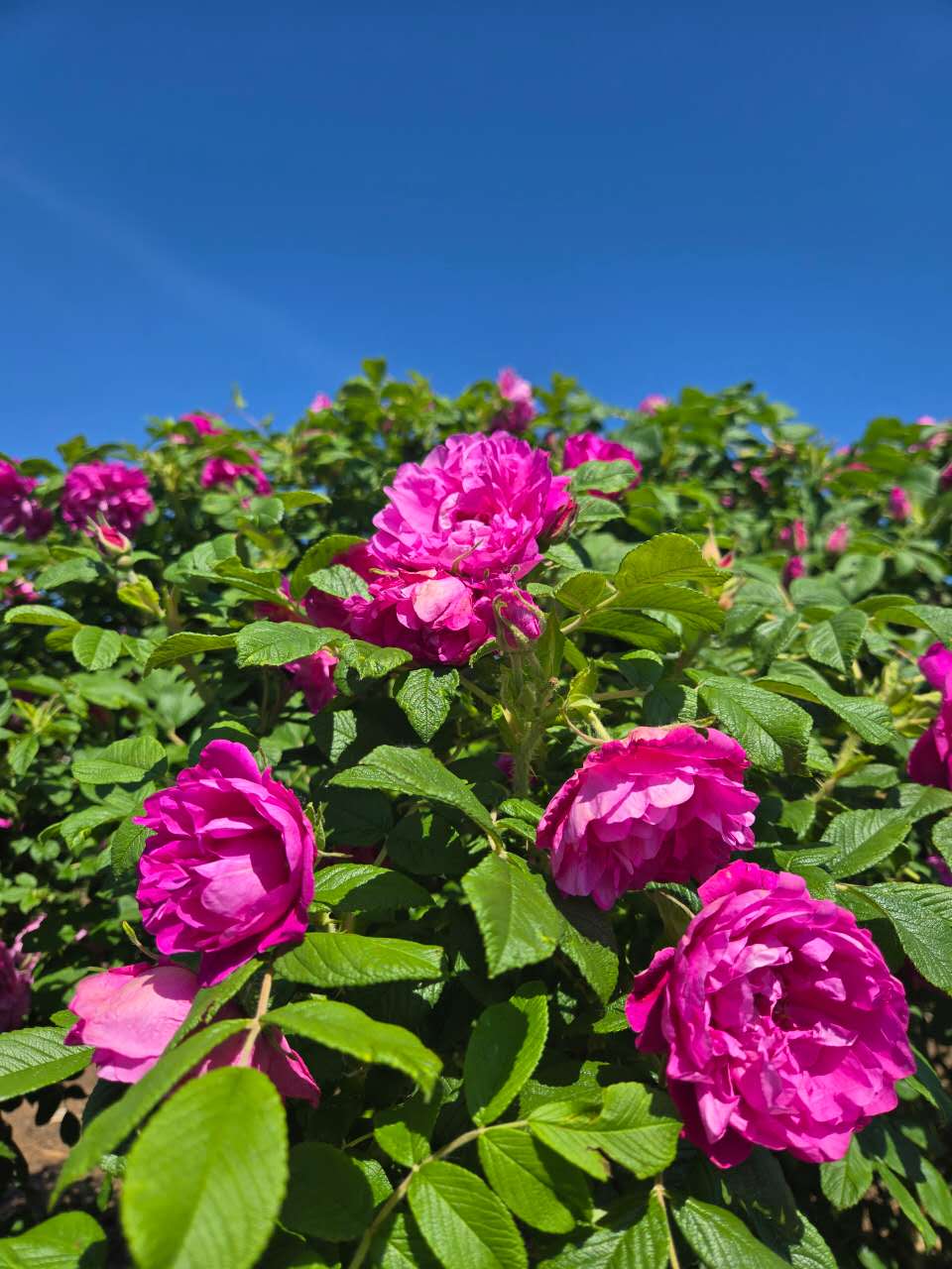 Pink Pingyin roses in a grower-provided garden photograph